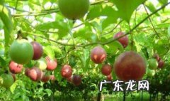 百香果插苗多久能活 插的百香果树多久开花