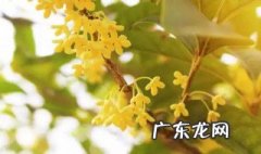 金桂一年能开花多久 金桂一年可以开花几次