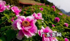 洋牡丹开花后的养殖方法视频 洋牡丹开花后的养殖
