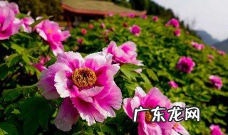 洋牡丹开花后的养殖方法视频 洋牡丹开花后的养殖