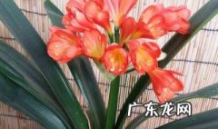 君子兰开花罕见吗 君子兰开花常见吗