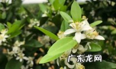 柑橘开花到谢花有多长 柑橘开花到谢花要多久