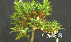 当年换盆的桂花能开花吗 当年换盆的桂花能开花吗