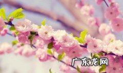 樱花要多大才可以开花 樱花要多大才可以开花呢