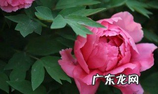 牡丹的开花时间和特点 牡丹花的开花时间和特点