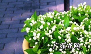 阴面露台适合种什么开花植物 阴面露台适合种什么开花