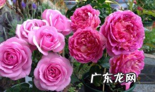 月季开花时能打药水吗 月季要开花了能不能打药