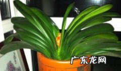 君子兰正在开花能换土吗视频 君子兰正在开花能换土吗