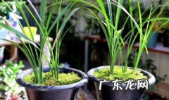 兰花为什么只发芽不开花 兰花为什么只发苗不开花