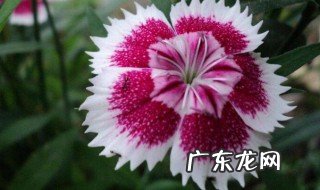 北方石竹花什么时候开花 北方石竹花什么时候开花啊