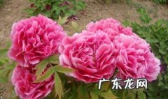 牡丹花开花期前要施肥吗 牡丹花开花期前要施肥吗为什么