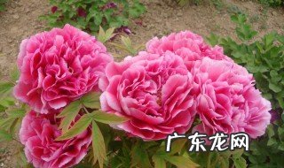 牡丹花开花期前要施肥吗 牡丹花开花期前要施肥吗为什么