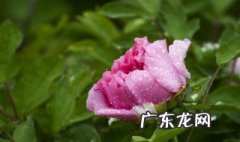 雨后的牡丹怎么形容 雨后的牡丹花怎么形容