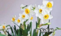 水仙开花后根部怎么保存不会烂 水仙开花后根部怎么保存