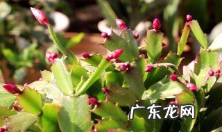 蟹爪兰如何才能开花更久 蟹爪兰如何才能开花更久一点