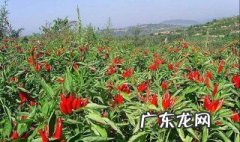 葡萄糖冲施对根的作用 葡萄糖能冲施吗