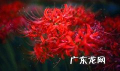 为什么养的彼岸花不开花 为什么养的彼岸花不开花的原因