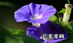 喇叭花一天什么时候开花 喇叭花每天开花时间