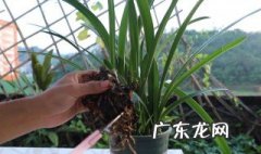 朱顶红开花后换大盆行不 朱顶红 开完花
