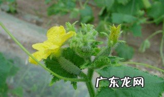 黄瓜花打顶怎么办打什么能好使 黄瓜花打顶怎么办