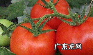 西红柿能做的零食 西红柿可以做什么小零食