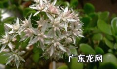 多肉玉树会开花吗 玉树会开花吗
