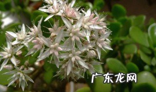 多肉玉树会开花吗 玉树会开花吗