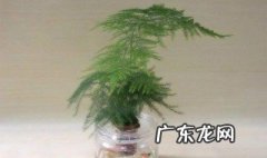 唐山云竹怎样养好 唐山云竹适合家养吗