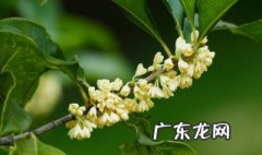 三月开花的桂花 三月份开花的是什么桂花