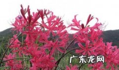 为什么我的彼岸花不开花也不长叶子呀 为什么我的彼岸花不开花也不长叶子