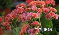 长寿花开花后不晒大阳可以吗 长寿花开花的时候可以不晒太阳吗