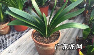 君子兰边上长侧苗影响开花么 君子兰侧面长芽