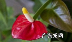红掌不开花不长叶子是怎么回事 红掌不开花不长叶子是怎么回事呢