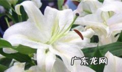 冬季种百合什么时候开花 百合冬天种的什么时候会开花