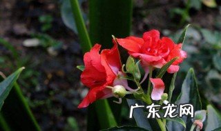 凤仙花是开花植物还是草本植物 凤仙花是开花植物还是草本植物图片