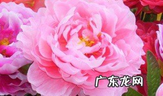 牡丹花在一天里是几点开花 牡丹花在一天之内的几点开