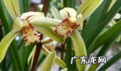 兰花长时间不开花是怎么回事 兰花多年不开花为什么