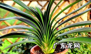 君子兰边上长侧瞄影响开花么 君子兰侧面鼓起是要开花吗