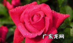 玫瑰花一般在什么时间开花 玫瑰花在什么时间开放?