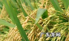 草本植物有哪些种类 草本植物有哪些
