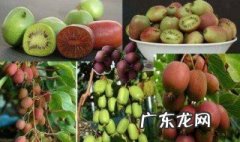 软枣猕猴桃树什么时候栽培成活率高 软枣猕猴桃树几月份开花