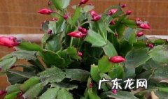 蟹爪兰应该上什么肥 蟹爪兰上什么肥料最好正准备开花