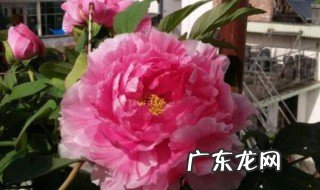 牡丹花没开花之前怎么施肥视频 牡丹花没开花之前怎么施肥