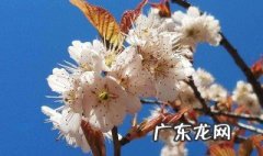 杏树今年没结果是什么情况 杏树今年没有开花是什么原因