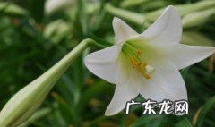 百合花种土里可以反复开花么 百合花种土里可以反复开花么视频