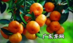 三年的柑橘开花了能结果吗 三年的柑橘开花了能结果吗视频