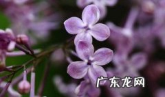 紫丁香7月份还开吗 紫丁香啥时候开