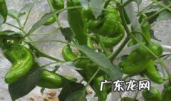 青椒在什么季节成熟 青椒生长在什么季节