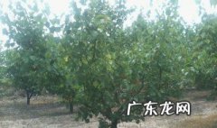 杏树春天不发叶是什么原因 杏树春天为什么不开花结果