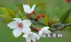 梨树第一次开花能长梨子吗视频 梨树第一次开花能长梨子吗